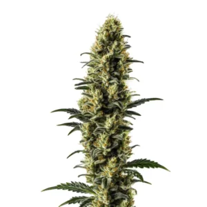 Z OG Autoflower cannabis strain with colorful frosty buds and orange pistils