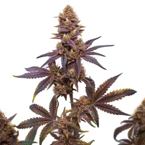 Plante de cannabis Zkitllez x Purple Punch Autoflower F1 aux têtes violettes et feuilles pourpres.