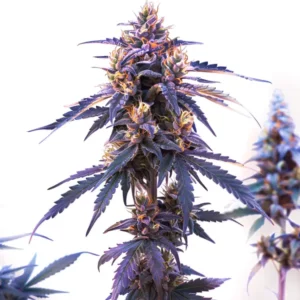 Z OG Fast Version cannabis strain with colorful dense buds