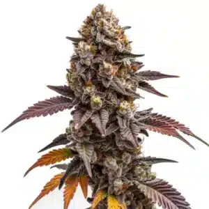 Z OG Kush marijuana plant with thick colas and colorful trichomes.