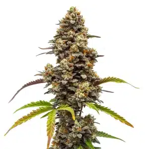 Plante de cannabis Zkittlez x Bruce Banner Regular avec des têtes colorées et givrées