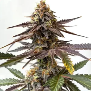 Zkittlez x Grapefruit Bubblegum buds with citrus and sweet candy tones.