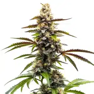 Zkittlez x Tangie Power cannabis plant with orange pistils and frosty buds.