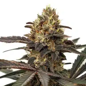Zlushi cannabis buds with purple tones and heavy trichome coverage.