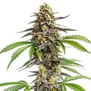 Close-up of Zookies cannabis plant with dense frosty buds and green-purple leaves.