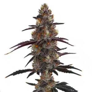 Zruntz weed strain featuring vibrant purple buds coated with orange hairs and trichomes.