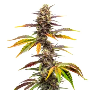 Zwonka cannabis plant with colorful leaves in shades of green, orange, and purple.