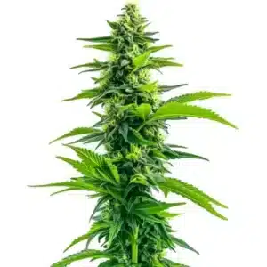 Plante de cannabis Acapulco Gold avec structure élancée et têtes dorées