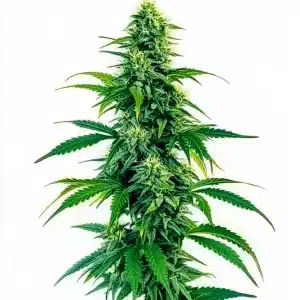 Plante de cannabis Acapulco Gold Autoflower avec des têtes denses et résineuses.