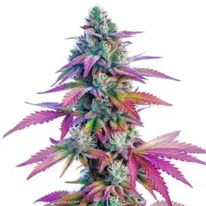 Plante de cannabis African x Princess 88 avec des têtes givrées
