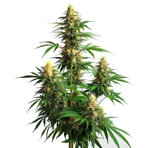 Plante de cannabis Amnesia Haze Auto avec de gros bourgeons résineux en floraison.