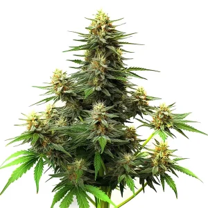 Plante de cannabis Amnesia Haze Autoflower F1 avec de grandes têtes résineuses.