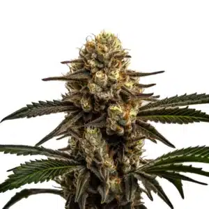 Plante de cannabis Apple Fritter avec des têtes denses et givrées