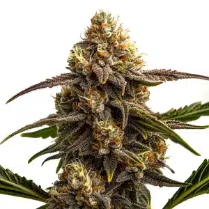 Gros plan d’une plante de cannabis Apple Fritter Auto avec des bourgeons denses et résineux.