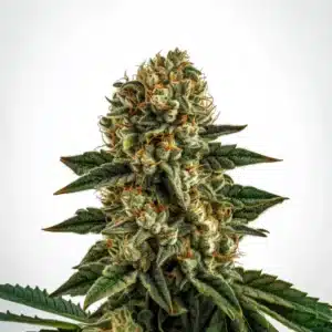 Apple Fritter Fast Version cannabis plant with thick frosty buds