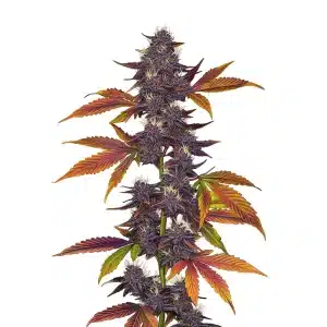 Plante de cannabis Auto CBD Purple avec des fleurs violettes et des feuilles rouges et orange.