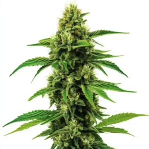 Plante de cannabis Banana Zkittlez aux bourgeons colorés et résineux