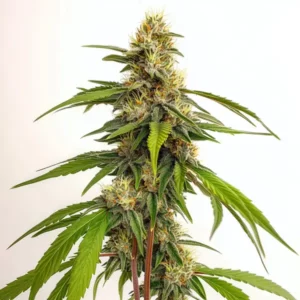 Plante de cannabis Banizzle avec des bourgeons denses et lumineux