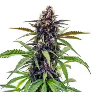 Plante de cannabis Black Cherry Soda avec des têtes violettes et résineuses