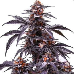 Plante de cannabis Black Jack Auto avec des têtes compactes et des nuances pourpres intenses.