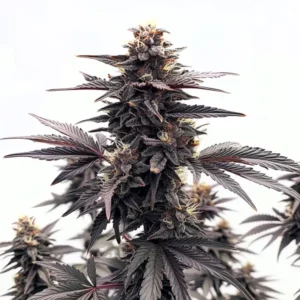 Plante de cannabis Black Runtz aux bourgeons colorés et givrés