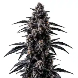 Plante de cannabis Black Sugar avec des bourgeons compacts et brillants