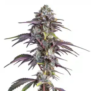 Plante de cannabis Blackberry Moonrocks aux bourgeons givrés violets et verts