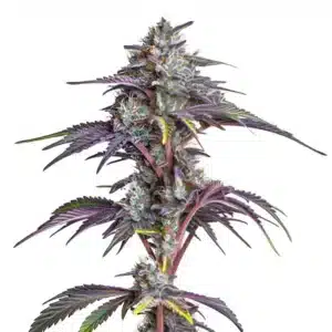 Plante de cannabis Blackberry Moonstones avec des bourgeons recouverts de résine