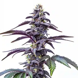 Plante de cannabis Blackberry Moonstones Auto avec des têtes violettes denses et des reflets cristallins.