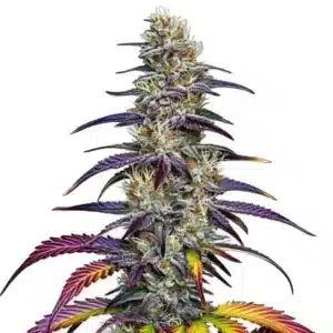 Plante de cannabis Blue Dream avec des fleurs recouvertes de trichomes brillants.