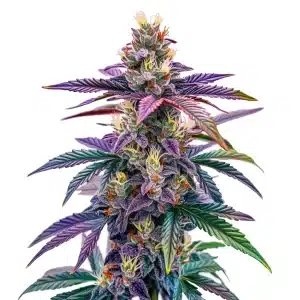 Plante de cannabis Blue Dream Autoflower aux têtes violettes et résineuses avec des pistils orange.