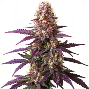 Plante de cannabis Blueberry avec des têtes denses et résineuses.