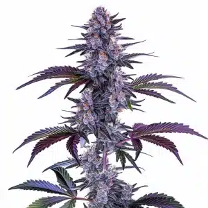 Plante de cannabis Blueberry Autoflower avec des têtes violettes, résineuses et feuillage coloré.