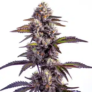 Plante de cannabis Blueberry Moonrocks Auto avec des têtes violettes, compactes et résineuses.