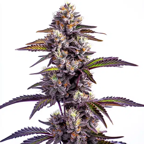 Plante de cannabis Blueberry Moonrocks Auto avec des têtes violettes, compactes et résineuses.