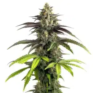 Plante de Bruce Banner #20 avec de longues fleurs vertes et des reflets violets.