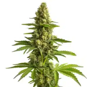 Colas massifs de Bruce Banner #3 avec une abondance de trichomes et de pistils orange.