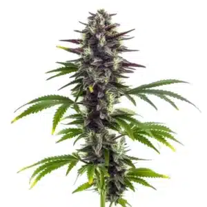 Plante de cannabis Bubba Platinum avec bourgeons denses et feuilles sombres