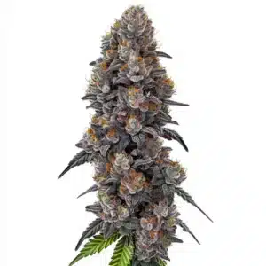 Plante de cannabis Bubble Gum Sherb aux bourgeons résineux et colorés