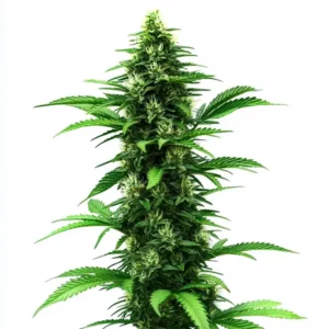 Plante de cannabis Banana avec bourgeons résineux