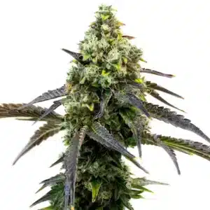 Plante de cannabis Cafe Racer en pleine floraison