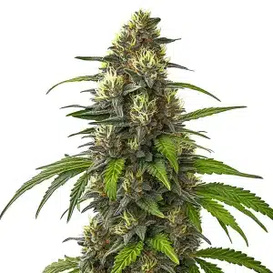 Plante de cannabis Café Racer Auto avec des fleurs denses couvertes de résine brillante et de pistils orangés.