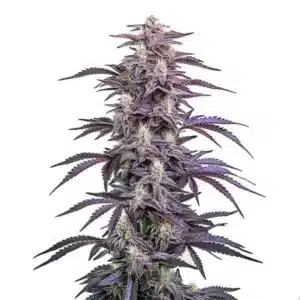 Gros plan d’une plante de cannabis Candyland Peyote aux couleurs violettes et aux têtes givrées.