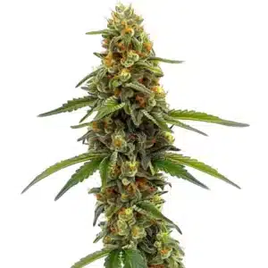 Fleur de cannabis ACDC (1:18) dense, aux tons verts vifs et pistils orange, riche en CBD.