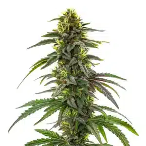 Plante de cannabis CBD Café Racer avec bourgeons denses et trichomes brillants