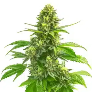 Plante de cannabis CBD Super Lemon Haze avec pistils jaunes et bourgeons résineux