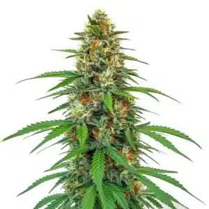 Plante de cannabis CBD Tangie avec fleurs orangées et résine abondante