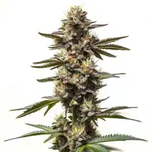 Cereal Milk weed strain with frosty trichomes and colorful pistils