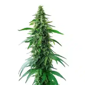 Charlotte’s Web CBD strain with tall structure and resin-coated buds