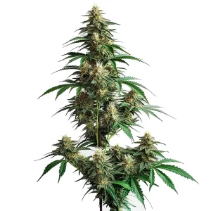 Plante de cannabis Cheesecake Auto avec de gros bourgeons résineux et des pistils orangés.